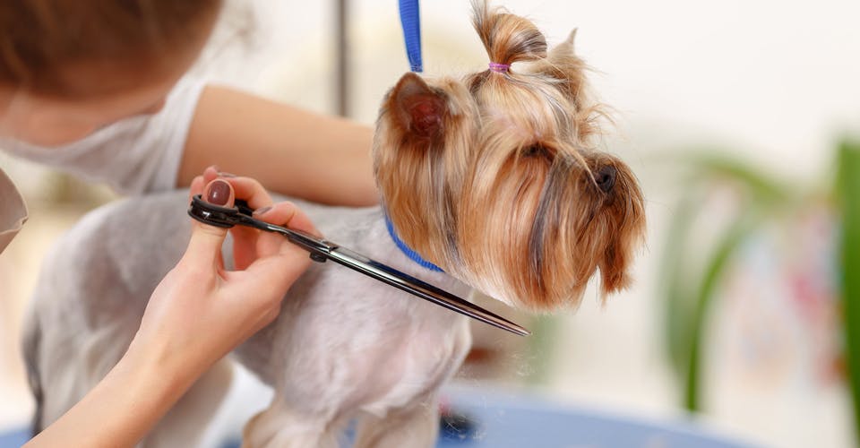 dog groomer cutting dog's hair